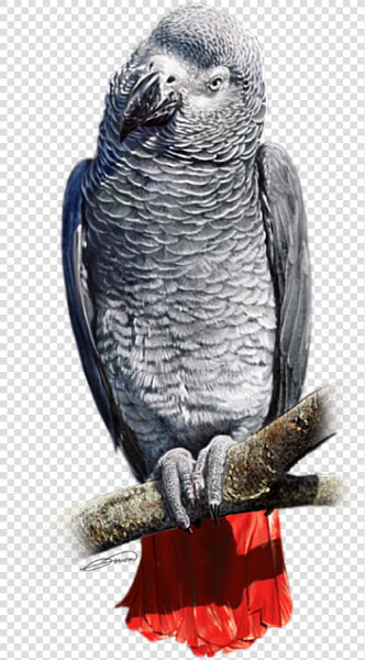 African Grey Parrot Transparent  HD Png DownloadTransparent PNG