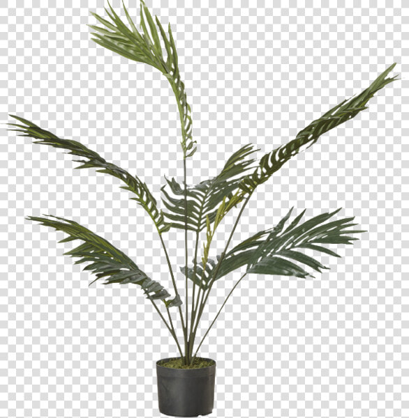 Houseplant  HD Png DownloadTransparent PNG