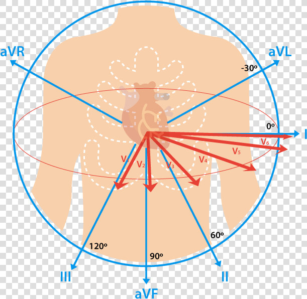 Transparent Ekg Clipart   Ekg Lead  HD Png DownloadTransparent PNG