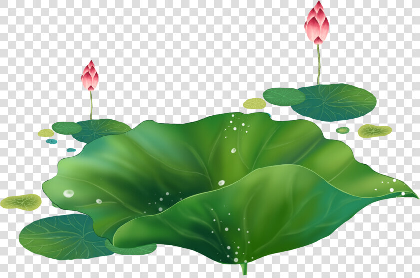 Cartoon Lotus Decorative About Hand Droplets   Sacred Lotus  HD Png DownloadTransparent PNG