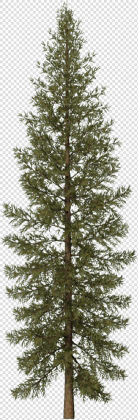 Conifer   Douglas Fir Tree 3d  HD Png DownloadTransparent PNG