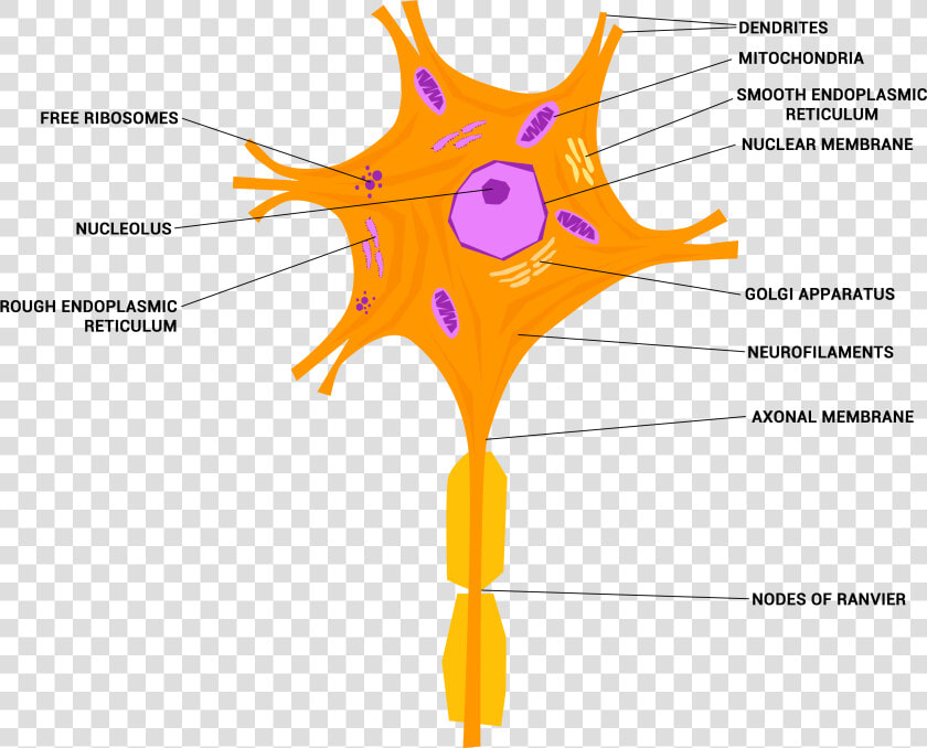 Neuron Or Nerve Cell   Nervous Tissue Diagram Png  Transparent PngTransparent PNG