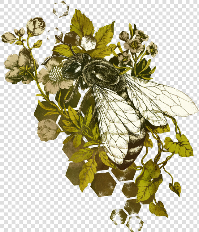 Honey Bee Insect Illustration   Honey Bee Botanical Drawing  HD Png DownloadTransparent PNG