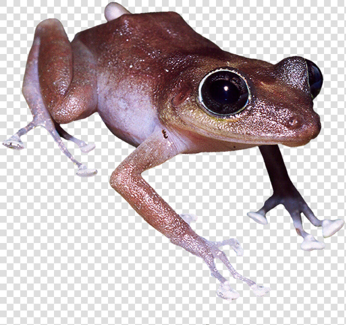 Eastern Spadefoot  HD Png DownloadTransparent PNG