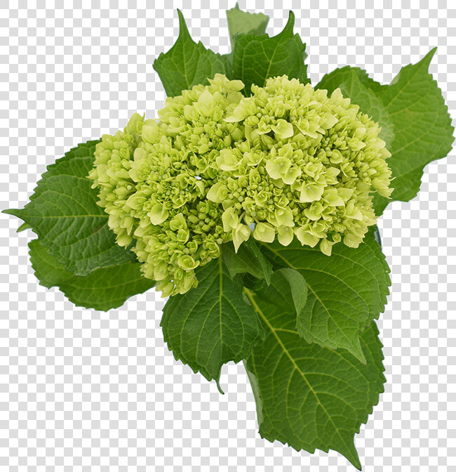 Minigreen Hydrangea   Hydrangea Mojito  HD Png DownloadTransparent PNG