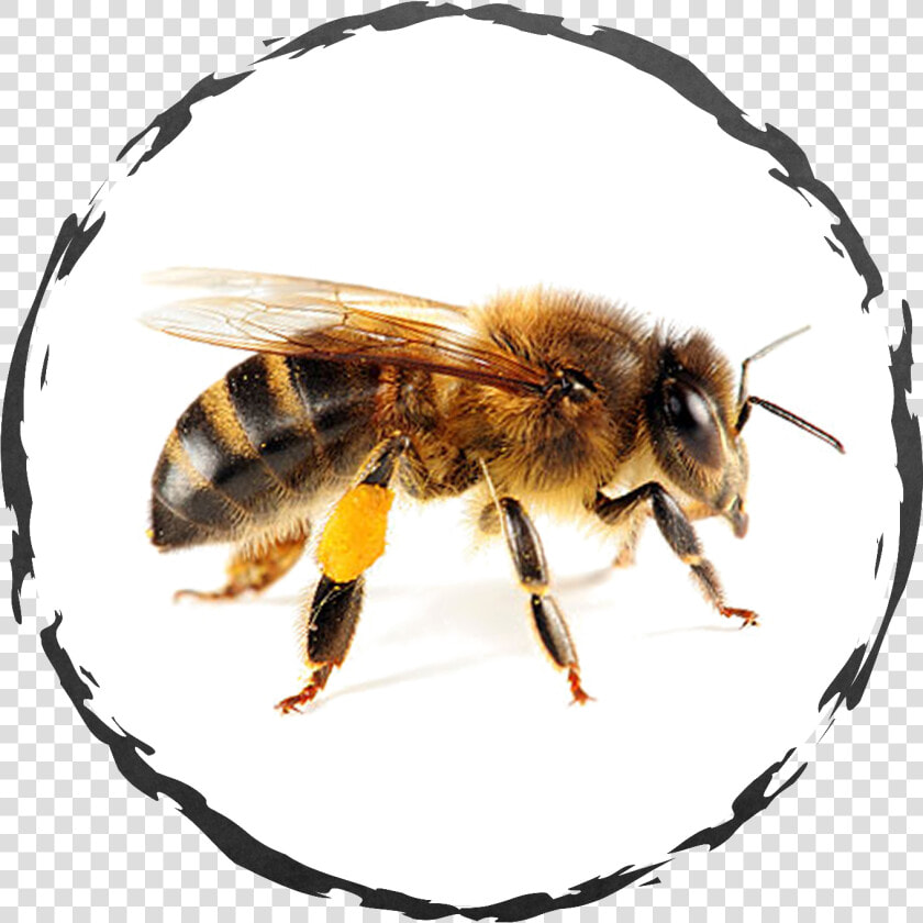 Wisconsin Honey Bees  HD Png DownloadTransparent PNG