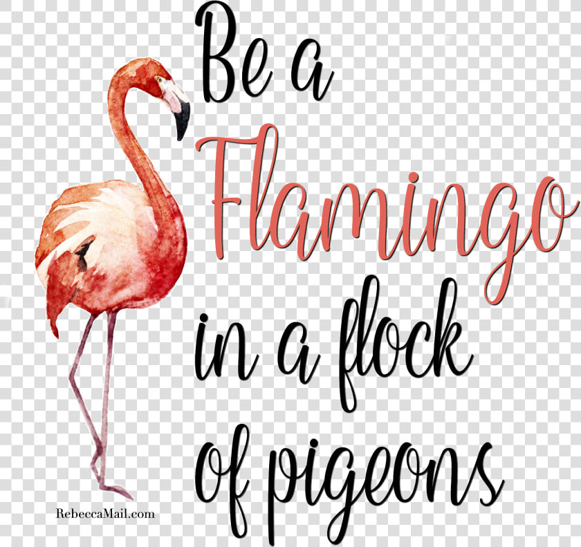 Flamingo Clipart Quotes   Flamingo In A Flock Of Pigeons Sign  HD Png DownloadTransparent PNG