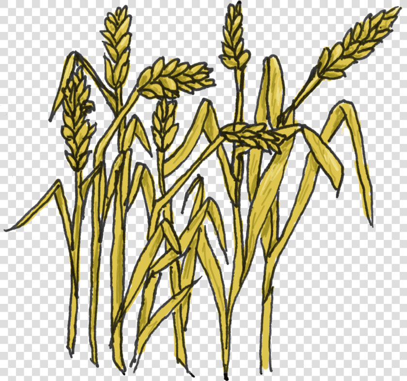 Wheat Images Clip Art Clipart   Grain Clipart  HD Png DownloadTransparent PNG