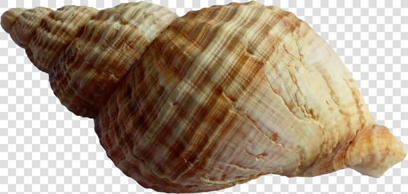 Shell Png   Png Download   Shell Png  Transparent PngTransparent PNG