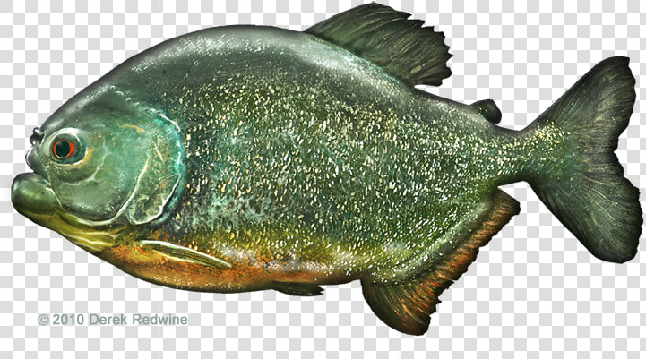 Clip Art Red   Peixe Piranha De Biscuit  HD Png DownloadTransparent PNG