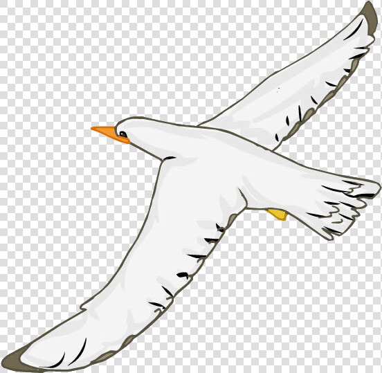 Seabird  HD Png DownloadTransparent PNG