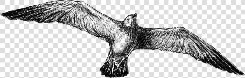 Transparent Vulture Clipart Black And White   Golden Eagle  HD Png DownloadTransparent PNG