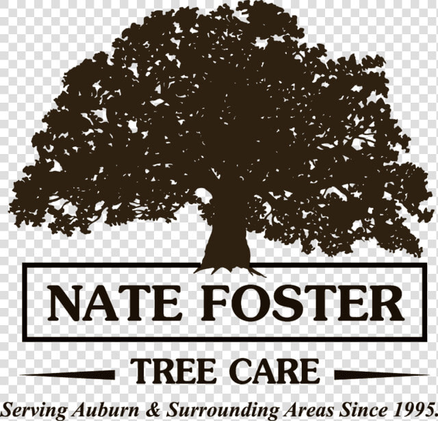 Nate Foster Tree Care   Toddy Oaks  HD Png DownloadTransparent PNG