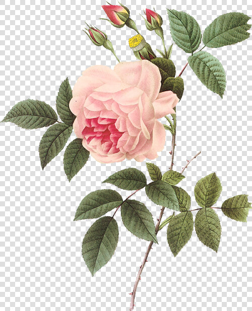 Vintage Rose Botanical Illustration   Pierre Joseph Redoute Roses Png  Transparent PngTransparent PNG