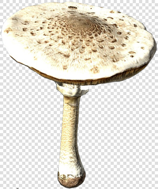 Macrolepiotamushroom Raw   Parasol Mushroom Transparent  HD Png DownloadTransparent PNG