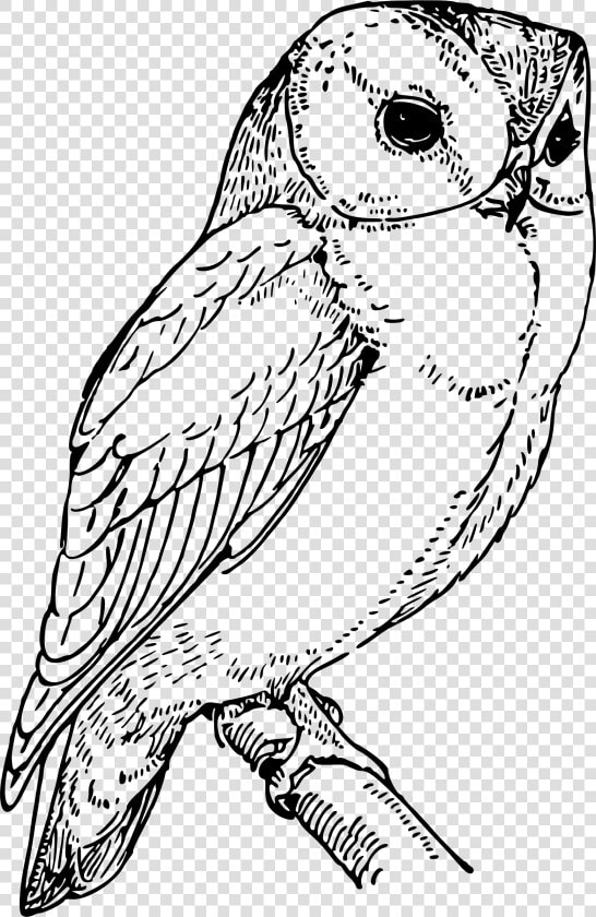 Laughing Owl Clip Arts   Black And White Barn Owl Clipart  HD Png DownloadTransparent PNG