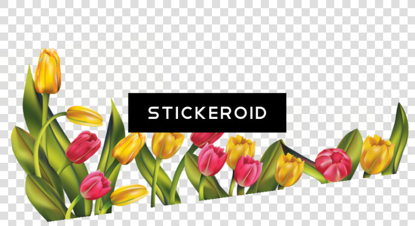 Tulip Flower   Png Download   Tulips Flower Png Border  Transparent PngTransparent PNG