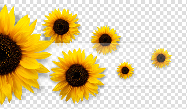  sunflowers  sunflower  flower  flowers  multicolor   Ye Kalam Jara Ruk Ruk Ke Chal  HD Png DownloadTransparent PNG