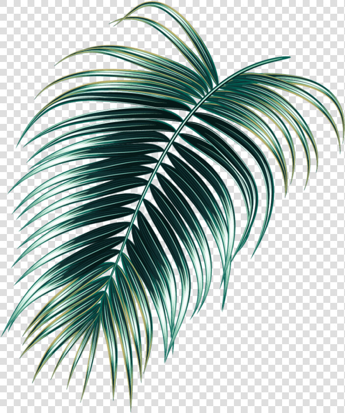 Tropical Rainforest   Png Download   Tropical Jungle Leaf Png  Transparent PngTransparent PNG