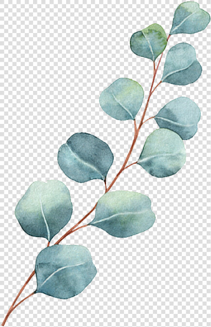 Chronic Pain   Acacia Greggii  HD Png DownloadTransparent PNG