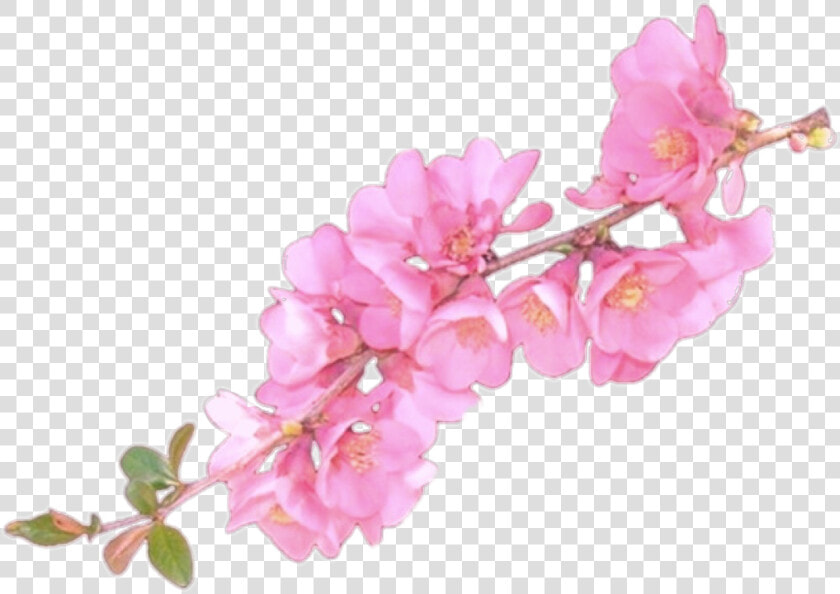 Clip Art Flower Overlay   Flower Overlays For Edits  HD Png DownloadTransparent PNG