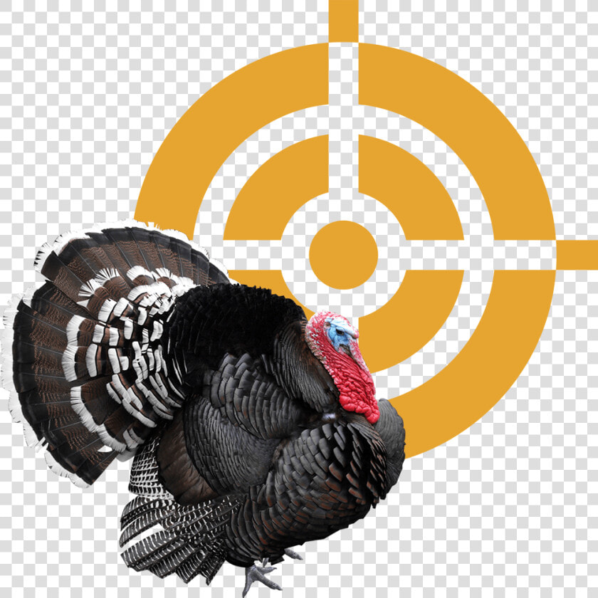 Broad Breasted Black Turkey  HD Png DownloadTransparent PNG