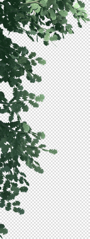 Transparent Pine Leaves Png   Pond Pine  Png DownloadTransparent PNG