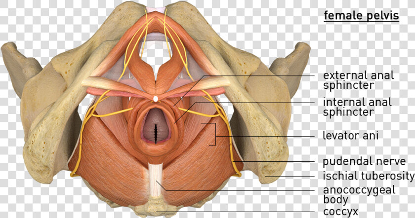 3d Modeling  HD Png DownloadTransparent PNG