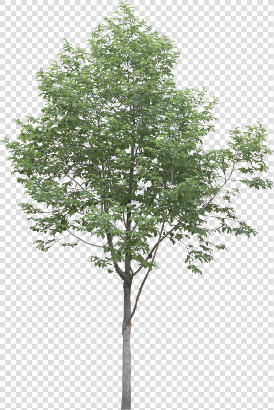 Tree plant woody Plant canoe Birch leaf flowering Plant birch plane swamp   Tree Png High Res  Transparent PngTransparent PNG