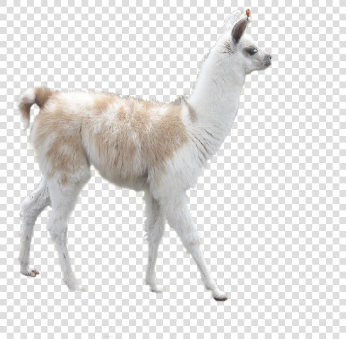 Alpaca Png  Transparent PngTransparent PNG