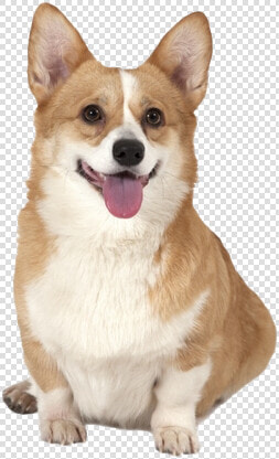 Cute Corgi Dog Png Photos   Corgi Png  Transparent PngTransparent PNG