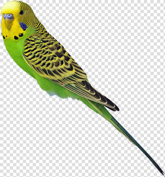 Parakeet   Transparent Parakeets Png  Png DownloadTransparent PNG