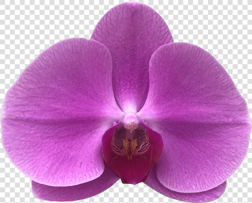 Phalaenopsis Sanderiana  HD Png DownloadTransparent PNG