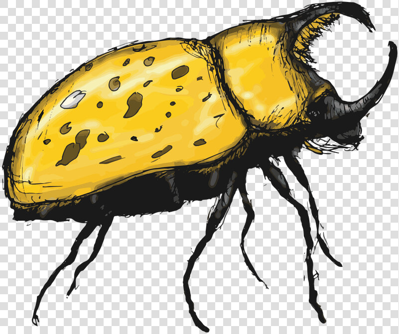 Japanese Rhinoceros Beetle   Rhinoceros Beetle Clipart  HD Png DownloadTransparent PNG