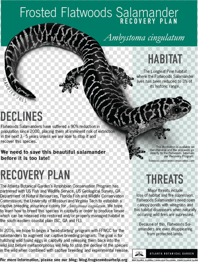 Flatwoods Salamander Georgia  HD Png DownloadTransparent PNG