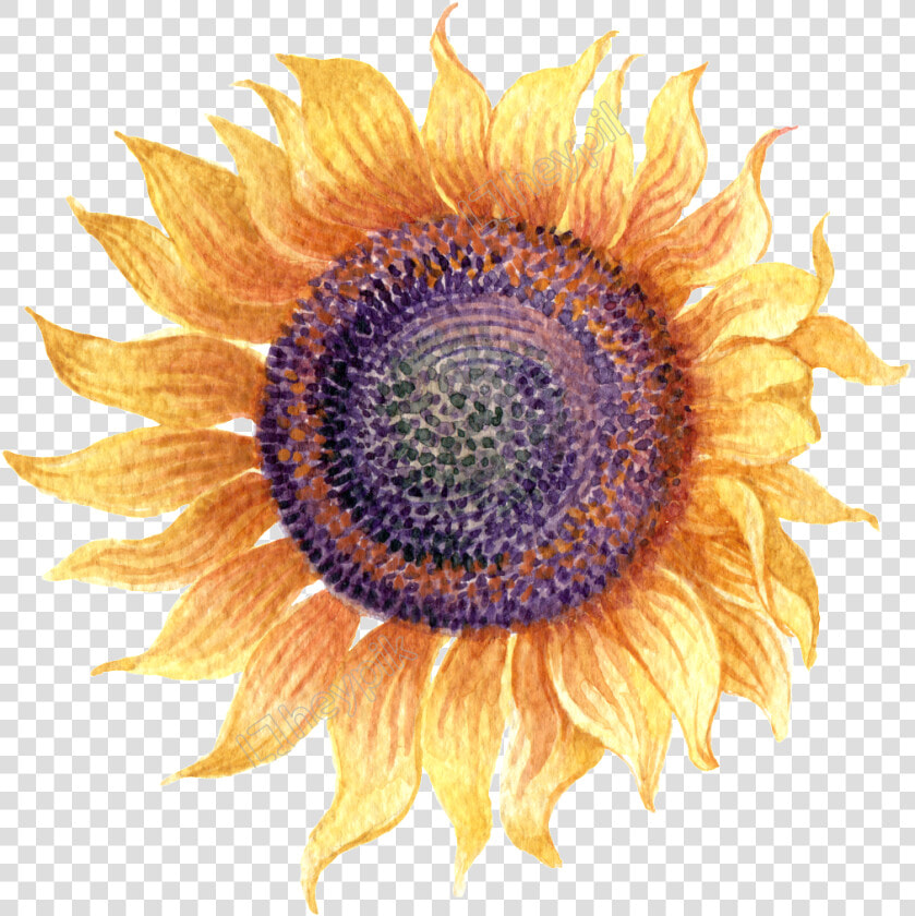 Sunflower Transparent Simple Watercolor   Sunflower Watercolor No Background  HD Png DownloadTransparent PNG