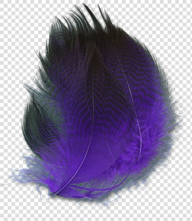 Dyed Gadwall   Purple   Oval  HD Png DownloadTransparent PNG