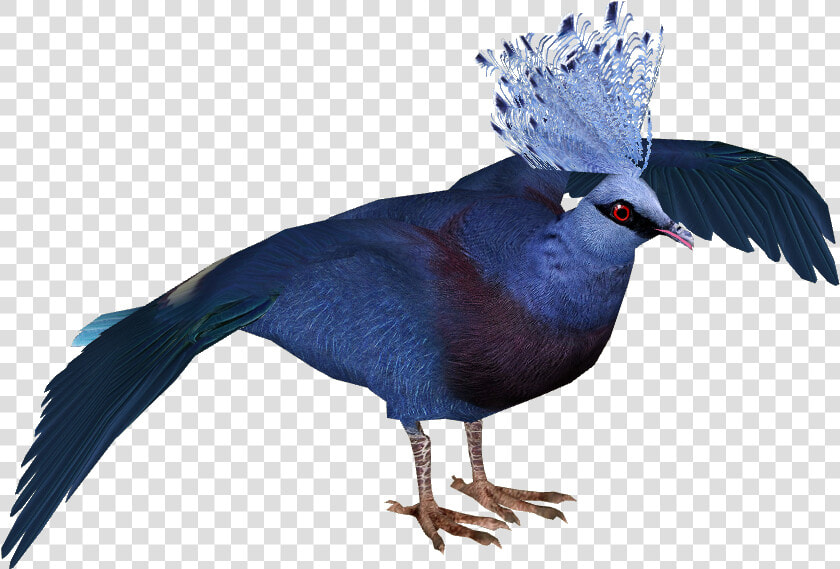 Victoria Crowned Pigeon   Victoria Crowned Pigeon Png  Transparent PngTransparent PNG