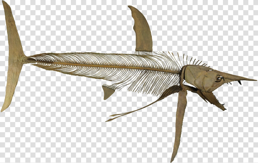 Protosphyraena Perniciosa  HD Png DownloadTransparent PNG