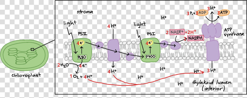 Electron Transport Chain Diagram Labeled  HD Png DownloadTransparent PNG