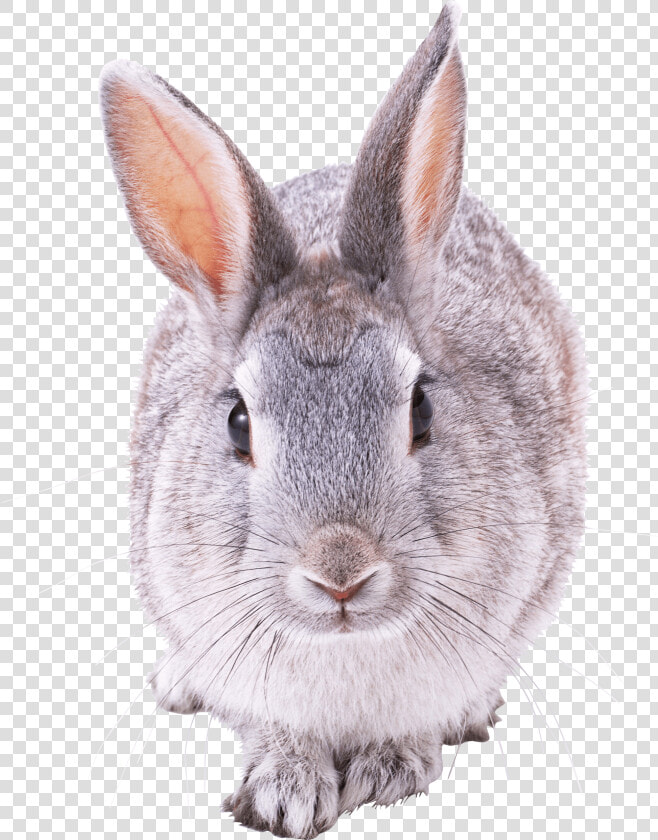 Grey Rabbit Front View   Rabbit Front View Png  Transparent PngTransparent PNG