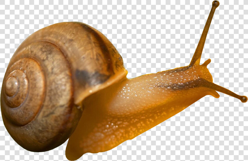 Snail Png   Transparent Background Snail Png  Png DownloadTransparent PNG