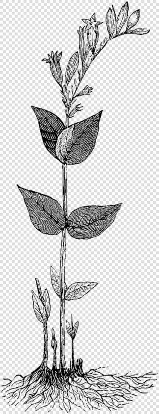 Drawn Herbs Aesthetic   Rosa Glauca  HD Png DownloadTransparent PNG