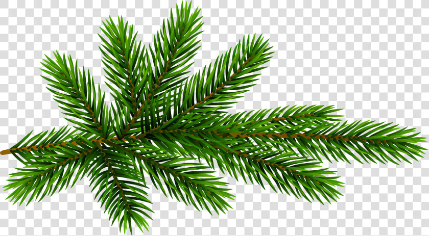 Pine Branch Transparent Clip   Pine Branch Transparent Background  HD Png DownloadTransparent PNG