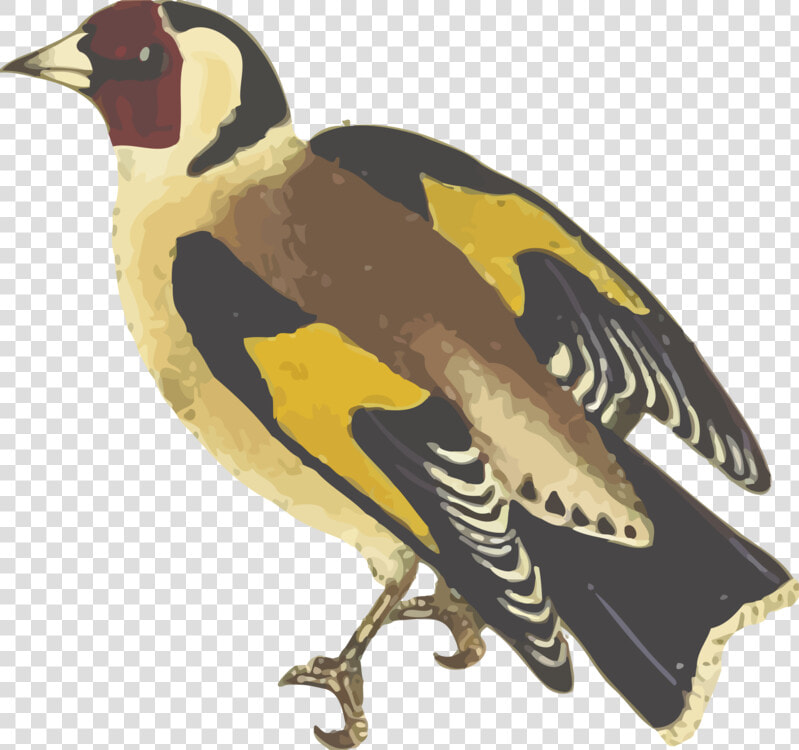 Water Bird beak bird   Finch  HD Png DownloadTransparent PNG