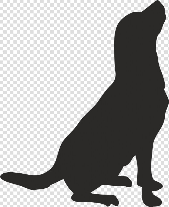 Whiskers American Pit Bull Terrier Drawing Clip Art   Dog  HD Png DownloadTransparent PNG