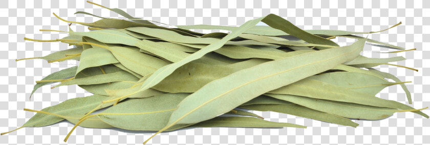 Organic Eucalyptus Leaves   Sage  HD Png DownloadTransparent PNG