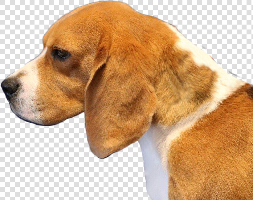 Transparent Beagle Png   Harrier  Png DownloadTransparent PNG