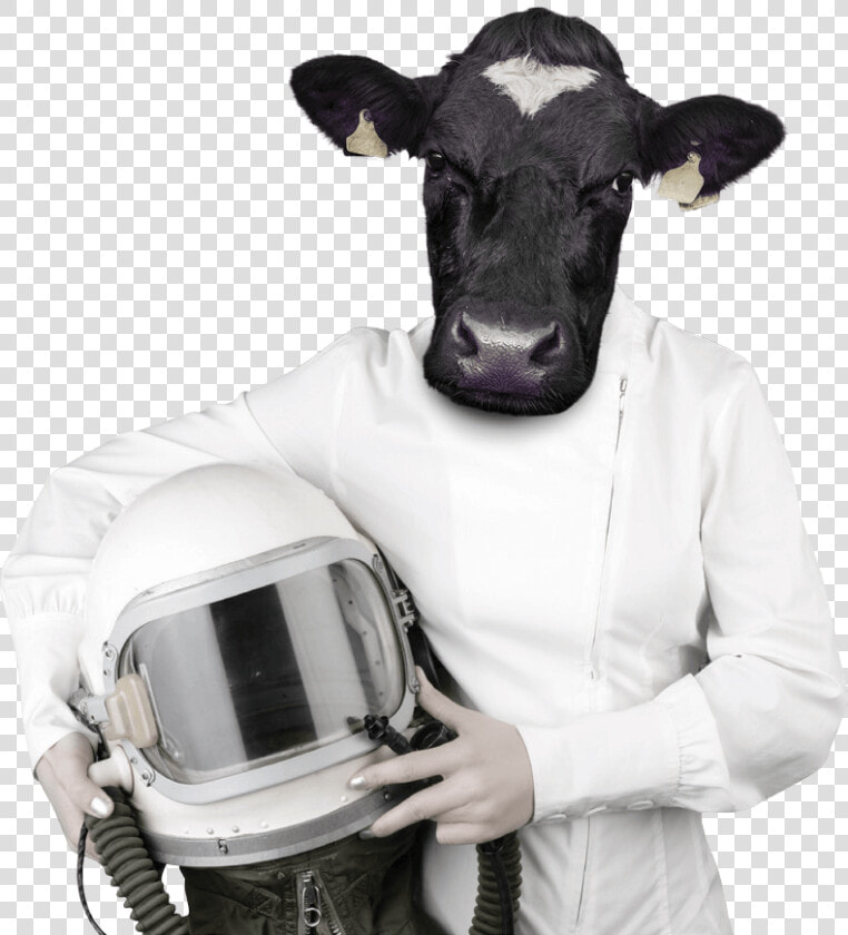 Cows Png  Transparent PngTransparent PNG