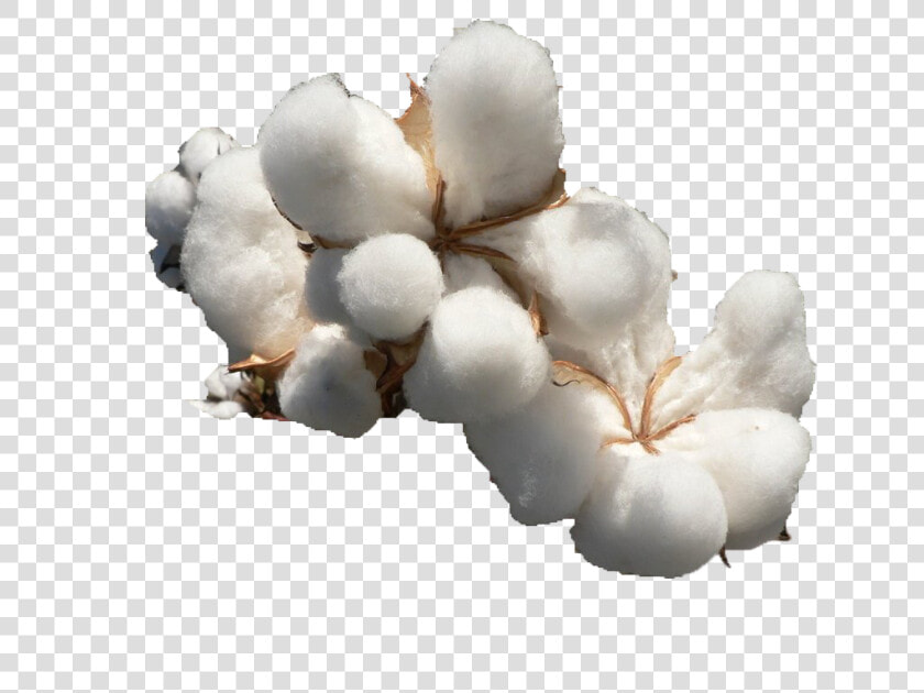 Cotton Png File Download Free   Png Cotton  Transparent PngTransparent PNG